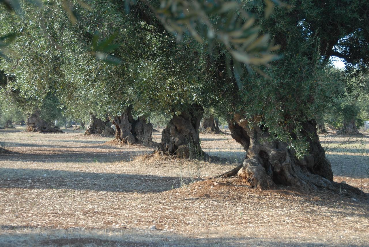 Casa Campari Leilighet Ostuni Eksteriør bilde