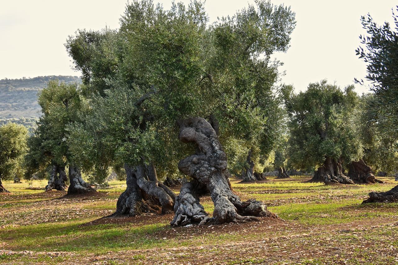 Casa Campari Leilighet Ostuni Eksteriør bilde